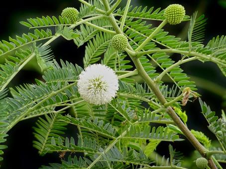ギンネムの花 ギンネムの花 ギンネム,花,ギンゴウカンの写真素材