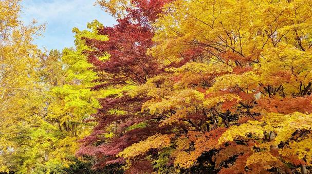 紅葉 紅葉狩り,ハイキング,遠足の写真素材