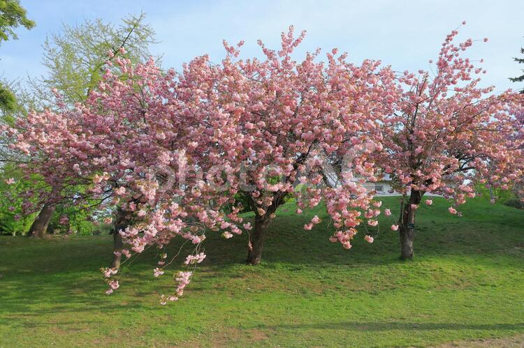 中島公園の八重桜(夕方・西日) 八重桜,中島公園,公園の写真素材