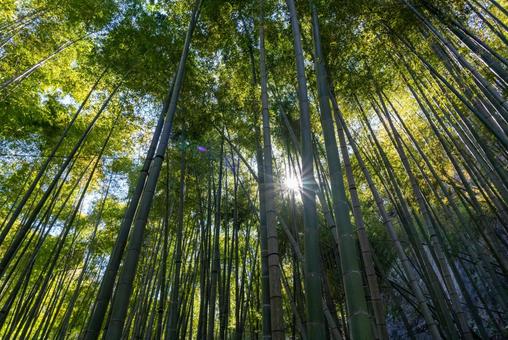 陽光差し込む神秘の竹林 竹林,竹,自然の写真素材