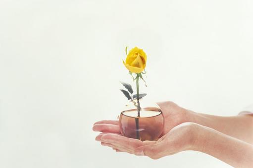 Rose flower in hand 3, JPG