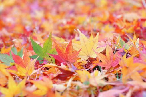 秋 カラフルな紅葉 秋 カラフルな紅葉の写真