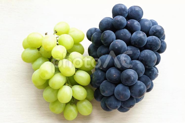 シャインマスカットと巨峰　2種類のぶどう 秋の味覚,ぶどう,巨峰の写真素材