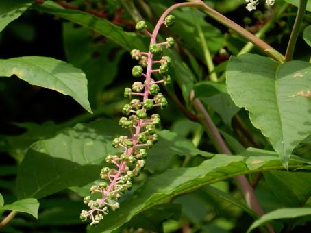 【植物写真】ヨウシュヤマゴボウ 【植物写真】ヨウシュヤマゴボウの写真