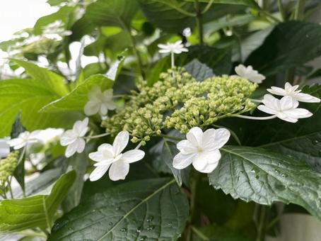 白いアジサイ 白いアジサイ 白い花,紫陽花,花の写真素材