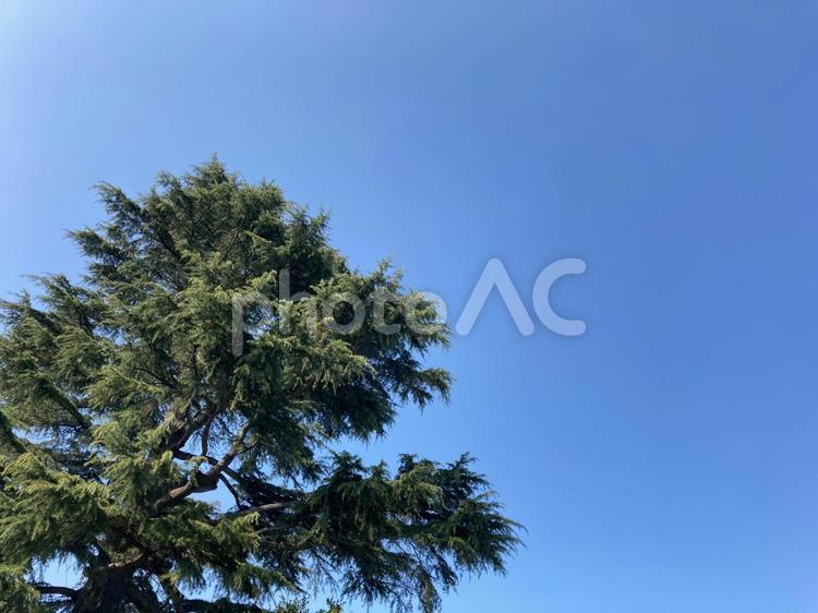 杉の木の下で コピースペース,風景,青空の写真素材