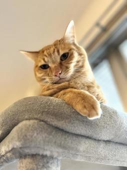 茶トラ猫 茶トラ猫 ねこ,かわいい,ネコの写真素材