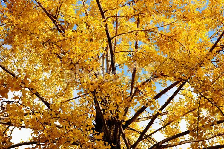 秋空に映えるイチョウの木 木,木々,樹の写真素材