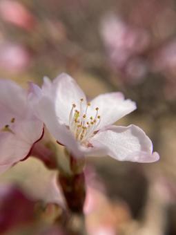 桜の花 桜の花の写真