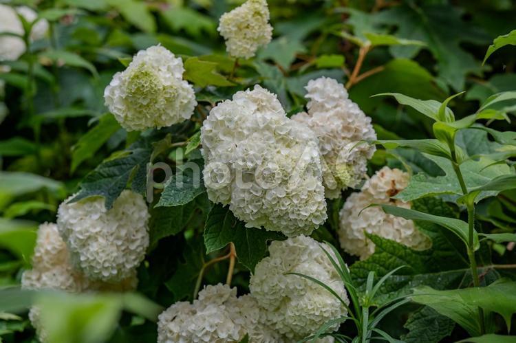 指扇アジサイまつり2025年 アジサイ,紫陽花,花の写真素材