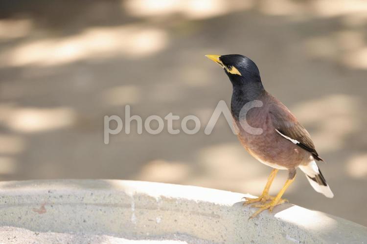 インドハッカ 小鳥,野鳥,鳥の写真素材