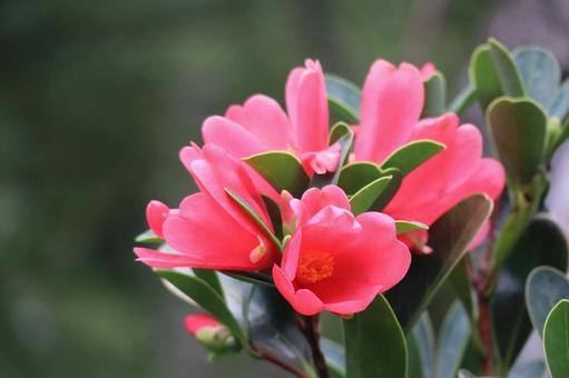 赤い花びらのアザレアツバキの花のアップ 赤い花びらのアザレアツバキの花のアップ 赤い,花びら,アザレアツバキの写真素材