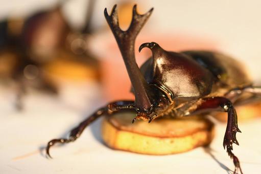 昆虫ゼリーを食べるカブトムシの写真