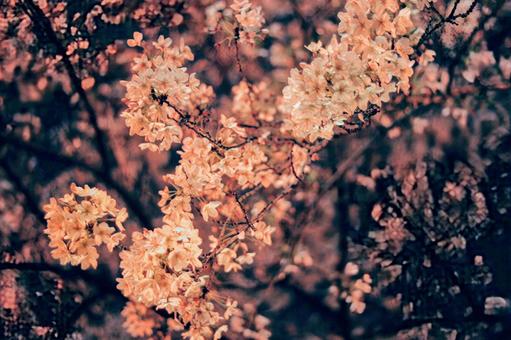 夜桜 夜桜の写真