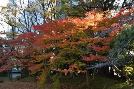 autumn leaves, JPG autumn leaves, JPG