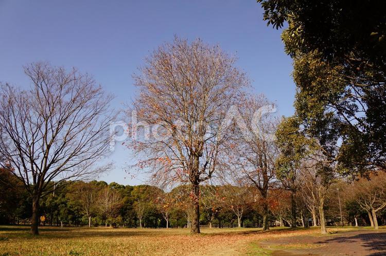 冬の公園の木 木,秋,紅葉の写真素材