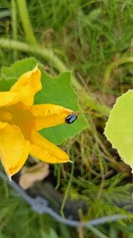 かぼちゃの花と黒ウリハムシ かぼちゃの花と黒ウリハムシの写真