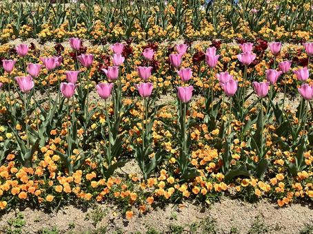 Flower Field, JPG