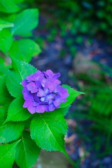 紫陽花 紫陽花の写真