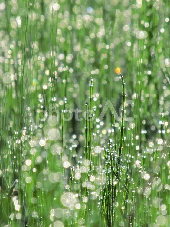 水滴と緑の葉（Water drops） 水滴,すいてき,しずくの写真素材