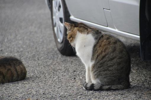 ねこ のらねこ,にゃんこ,可愛いの写真素材