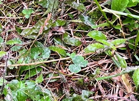 草から顔を出すカエル 蛙,カエル,雑草の写真素材