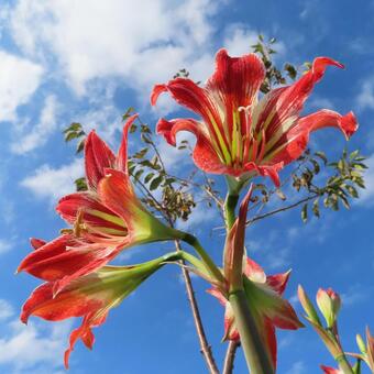 アマリリス アマリリス,花,花びらの写真素材