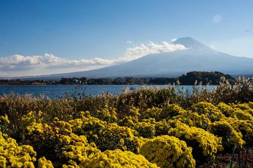 秋の河口湖 ススキと黄色い花越しの富士山 秋の河口湖 ススキと黄色い花越しの富士山の写真
