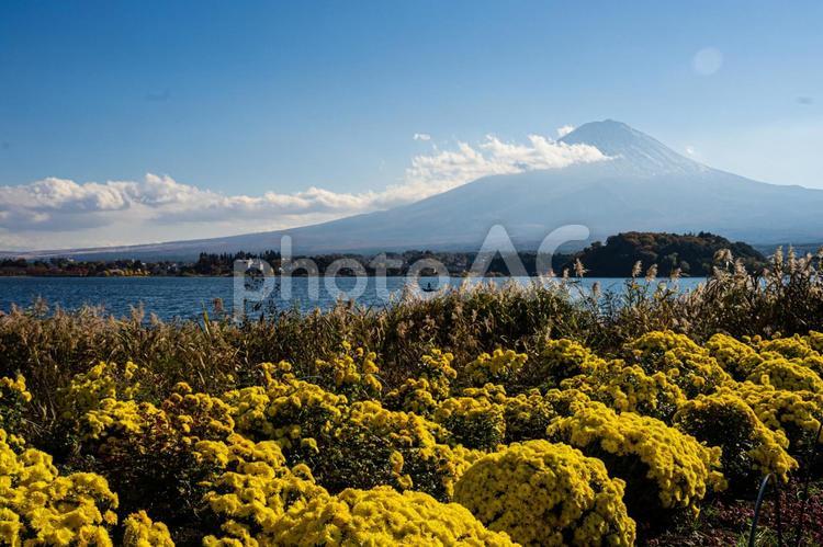 秋の河口湖　ススキと黄色い花越しの富士山 富士山,河口湖,ススキの写真素材