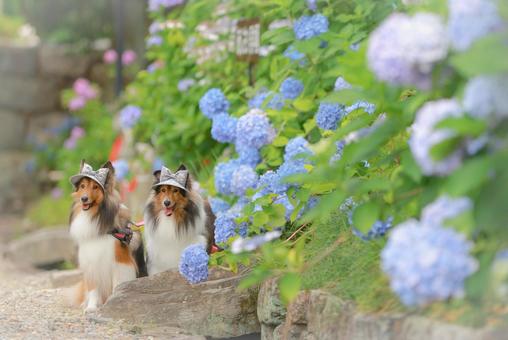 Photo, dog, outdoors, the scenery, 