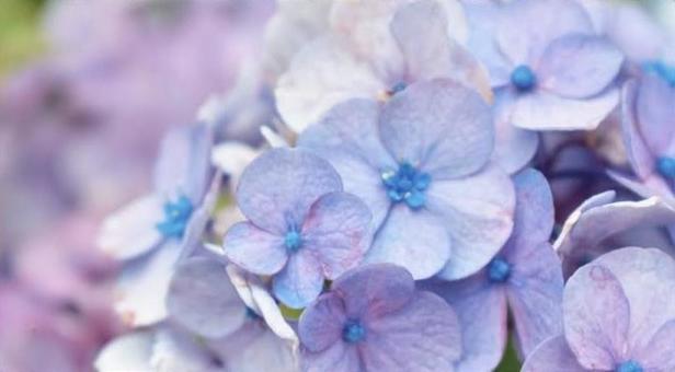 青の紫陽花 青の紫陽花の写真