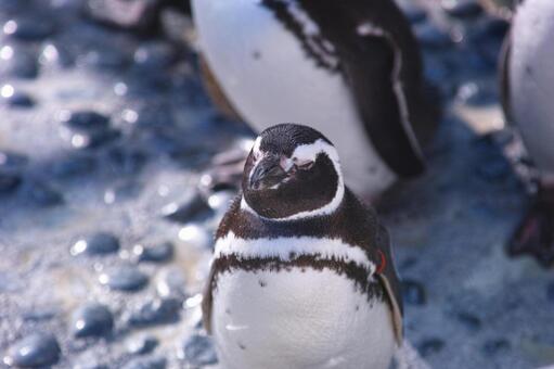 ペンギン ペンギンの写真