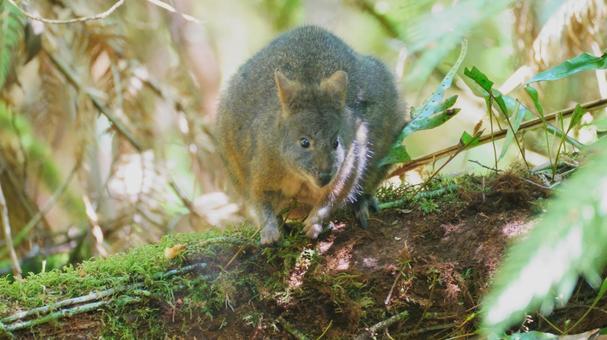 野性のワラビーの写真