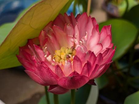茶碗蓮の花 茶碗蓮の花 茶碗蓮,蓮,花の写真素材