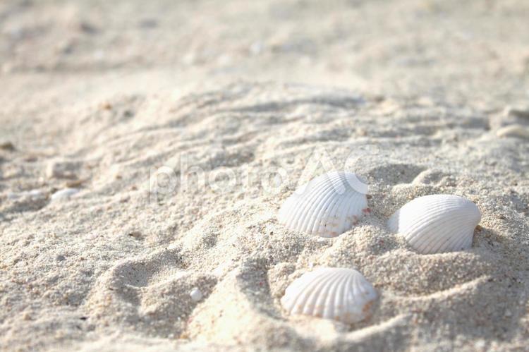 砂に置かれた貝殻 貝,貝殻,砂浜の写真素材