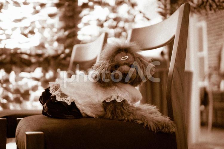 椅子の上でくつろぐトイプードル セピア トイプードル,トイプー,セピア調の写真素材