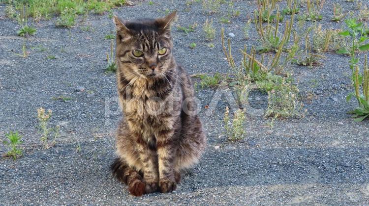 もふもふで可愛い猫様のあざといお座り 猫,キジトラ,お座りの写真素材