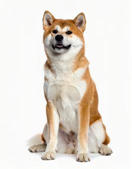お座りしている秋田犬 お座りしている秋田犬の写真