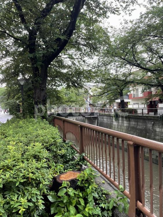 中目黒川の景色 中目黒川,木,自然の写真素材