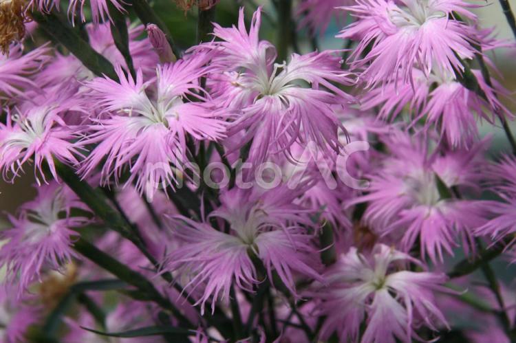 カワラナデシコ・河原撫子の咲く風景 草花,鮮やか,人気の写真素材