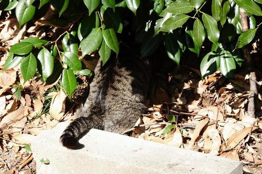 Photo, cat, tail, animal, 