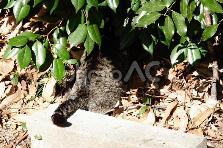 頭かくして尻尾かくさず 猫,ネコ,尻尾の写真素材