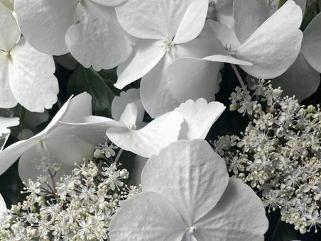 あじさい 紫陽花,あじさい,アジサイの写真素材