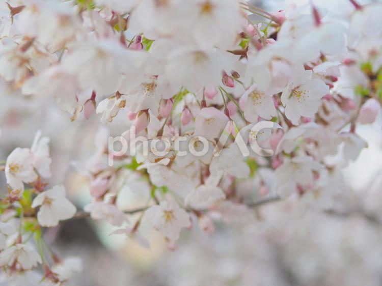 ふんわりとした桜の花 桜,さくら,花の写真素材