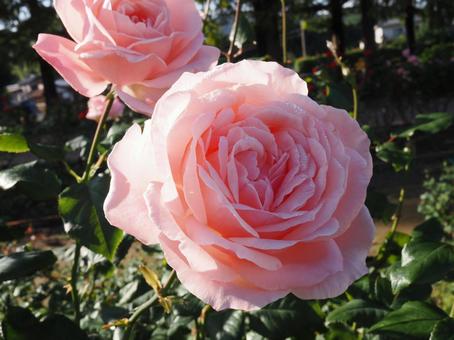 ばら園に咲く綺麗な薔薇を撮影しました 花,薔薇,自然の写真素材