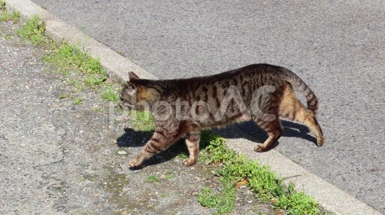 日々のパトロールを欠かさない可愛い猫様 猫,キジトラ,パトロールの写真素材
