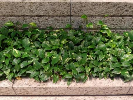 葉 葉,葉っぱ,緑の写真素材