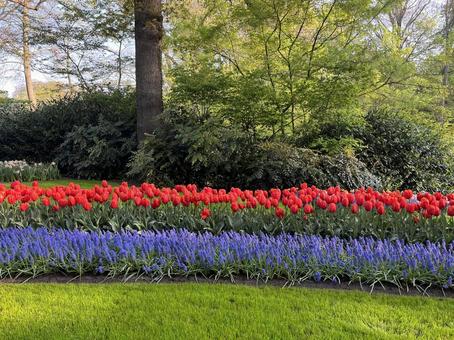 キューケンホフ公園 キューケンホフ公園 キューケンホフ,チューリップ,ムスカリの写真素材