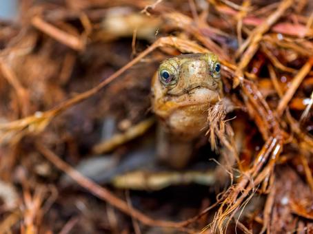 セマルハコガメのアップ セマルハコガメ,ハコガメ,カメの写真素材