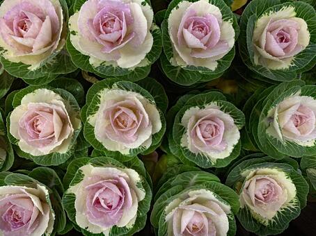 葉ボタン　観葉植物 葉ボタン,観葉植物,冬の写真素材